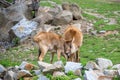 Group of Nile lechwe or Mrs Gray`s lechwe Kobus megaceros is an endangered species of antelope found in swamps and grasslands i Royalty Free Stock Photo