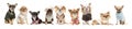 Group of nine chihuahua dogs wearing clothes isolated on a white Royalty Free Stock Photo