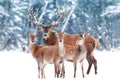 Group of  noble deer against the background of a beautiful winter snow forest. Artistic winter landscape. Christmas image. Royalty Free Stock Photo