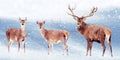 Group of noble deer in the snow. Christmas artistic image. Winter wonderland. Royalty Free Stock Photo