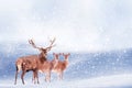 Group of noble deer in the snow. Christmas artistic image. Winter wonderland. Copy space. Royalty Free Stock Photo