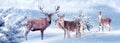 Group of noble deer in a snowy winter forest. Christmas artistic image. Winter wonderland. Royalty Free Stock Photo