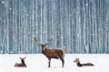 Group of noble deer in a snowy winter forest. Christmas fantasy blue image