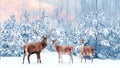 Group of noble deer in a snowy winter forest at sunset. Christmas fantasy image in blue, pink and white color.