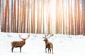 Group of Noble red deer in the background of a winter fairy forest. Snowing. Winter Christmas holiday image