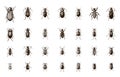 Group of North American ground beetles carabidae