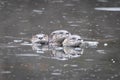 Group of North American river otters swimming in the deep water Royalty Free Stock Photo