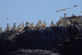 Group of northern gannets Morus bassanus on Grassholm island, UK