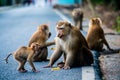 Group of Northern Pig-tailed Macaque on the asphalt. Animal.