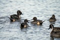 Group of Northern Pintail Ducks Anas acuta Royalty Free Stock Photo