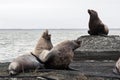 Group Northern Sea Lion (Eumetopias Jubatus) on rookery. Kamchatka