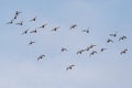A Group of Northern Shovelers flying Royalty Free Stock Photo
