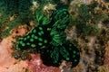 Group of nudibranch in Ambon, Maluku, Indonesia underwater photo Royalty Free Stock Photo