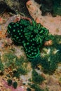 Group of nudibranch in Ambon, Maluku, Indonesia underwater photo Royalty Free Stock Photo