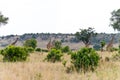 A group o giraffes Royalty Free Stock Photo