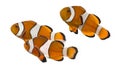 Group of Ocellaris clownfish, Amphiprion ocellaris, isolated Royalty Free Stock Photo