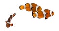 Group of Ocellaris clownfish, Amphiprion ocellaris, isolated