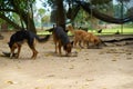 Group oef dogs eat food by cup feed