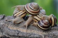 A group ofbeautiful colored tree snail ar looking for food. Royalty Free Stock Photo