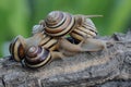 A group ofbeautiful colored tree snail ar looking for food. Royalty Free Stock Photo