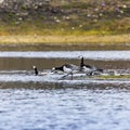 Group off Barnacle goose Royalty Free Stock Photo