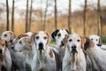 Group off drag hunting dogs waiting in a field during the meet. Fox hunt event. Royalty Free Stock Photo