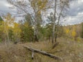 Group of old aspens in autumn forest at overcast morning