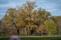 Group of old knotty oak trees with autumn colored leaves