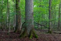 Group of old oaks in natural stand