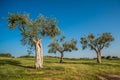 Group of old olive trees Royalty Free Stock Photo
