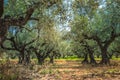 Group of old olive trees Royalty Free Stock Photo