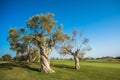 Group of old olive trees Royalty Free Stock Photo