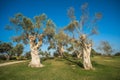 Group of old olive trees Royalty Free Stock Photo