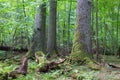 Group of old spruces inside deciduous stand