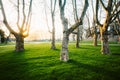 Group of old trees in a city park at sunset Royalty Free Stock Photo