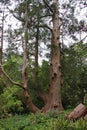 A group of old trees in a woodland setting