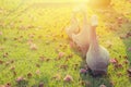 Group of old white ducks sculpture or stature standing on green grass meadow field . Royalty Free Stock Photo