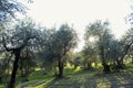 Group of olive trees at sunset. Umbria Italy Royalty Free Stock Photo