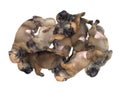 Group of one month old sleeping puppies on white background