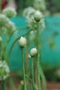 A group of Onion flowers bud or Allium cepa blooming in a garden with water droplets Royalty Free Stock Photo
