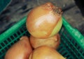 an group onion on green basket