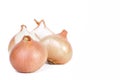 Group of onions Royalty Free Stock Photo