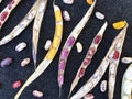 Group of opened colorful kidney beans pod with black background, High angle view of opened kidney bean pod