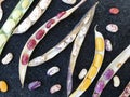 Group of opened colorful kidney beans pod with black background, High angle view of opened kidney bean pod