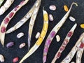 Group of opened colorful kidney beans pod with black background, High angle view of opened kidney bean pod