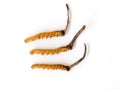 Group of Ophiocordyceps sinensis or mushroom cordyceps this is a herbs on isolated background. Medicinal properties in the treatme Royalty Free Stock Photo