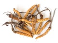 Group of Ophiocordyceps sinensis or mushroom cordyceps this is a herbs on isolated background. Medicinal properties in the treatme Royalty Free Stock Photo