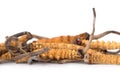 Group of Ophiocordyceps sinensis or mushroom cordyceps this is a herbs on isolated background. Medicinal properties in the treatme Royalty Free Stock Photo