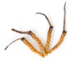 Group of Ophiocordyceps sinensis or mushroom cordyceps this is a herbs on isolated background. Medicinal properties in the treatme Royalty Free Stock Photo