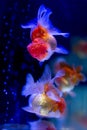 Group of Oranda goldfish swimming in fish tank.